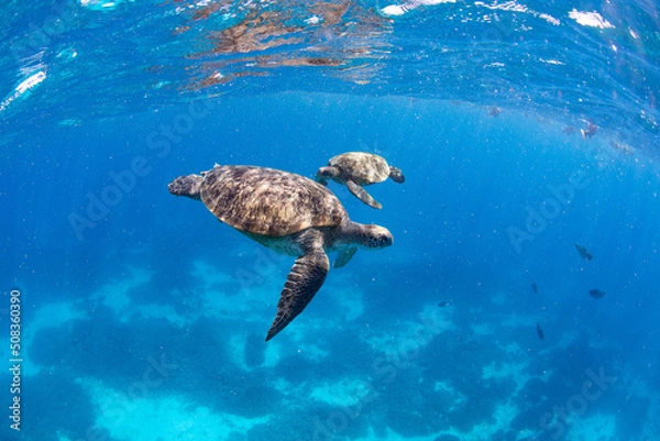 Obraz Sea turtles in the ocean