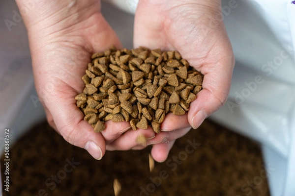 Fototapeta The pelleted dry cat food pours out of the palms of your hands.  Triangular brown pellets fall into an open bag. The hands of a middle-aged woman. Blurred motion. Close-up.  Selective focus.