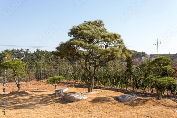 Obraz 정원 소나무