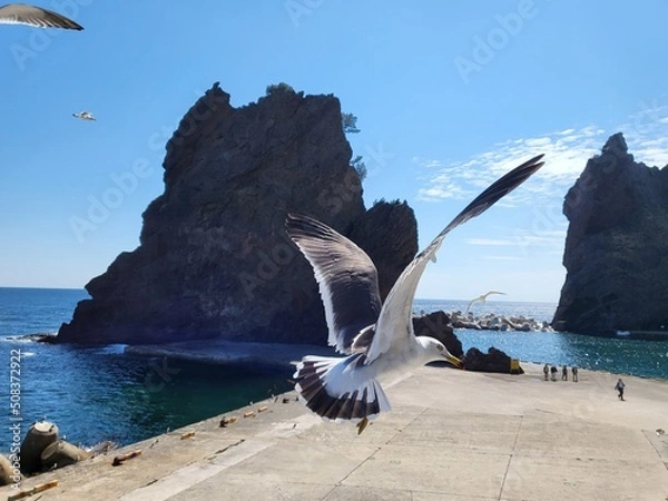 Obraz 울릉도 괭이갈매기