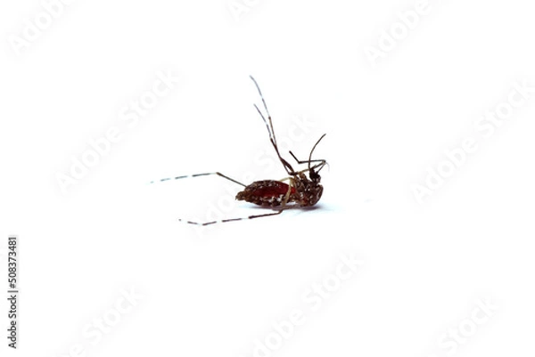 Fototapeta Close up mosquito dead Forest Mosquitothat eats red blood in the belly, One dead mosquito Isolated on the white background.