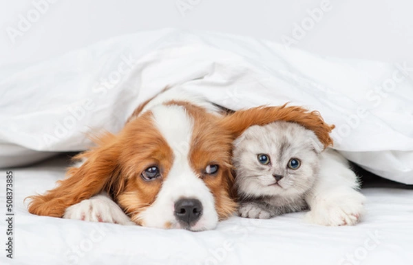 Fototapeta A King Charles Spaniel puppy covers a Scottish kitten under a blanket with his ear. Cute puppy and kitten at home