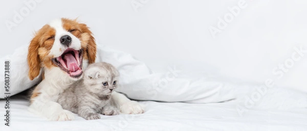 Fototapeta King Charles Spaniel puppy hugging a kitten lying under a blanket smiling from the top of his head. Cute puppy and kitten at home. Yawning puppy with a kitten on the bed. Panoramic stretched image for