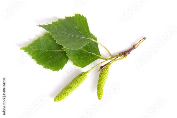 Obraz A branch with birch leaves and buds or flowers with earrings on a white background.
