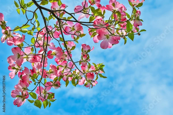 Obraz ハナミズキの花