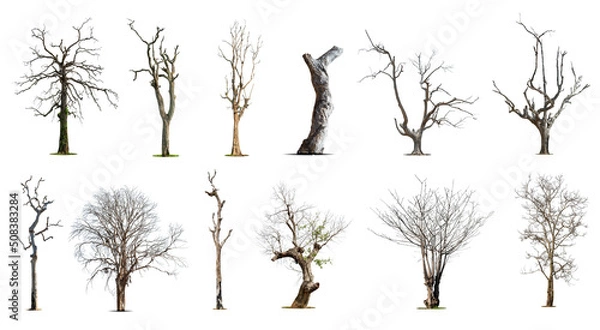 Fototapeta Collection of dead tree,dry tree, isolated on white background.