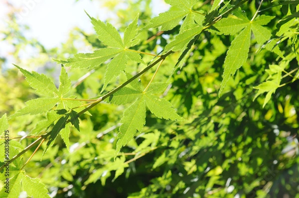 Obraz 初夏のモミジ