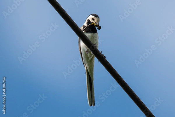 Fototapeta a white wagtail holds a dragonfly in its beak