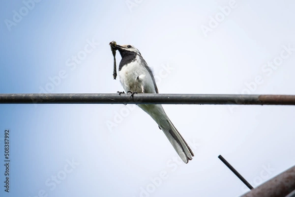 Fototapeta great white wagtail with a dragonfly in its beak
