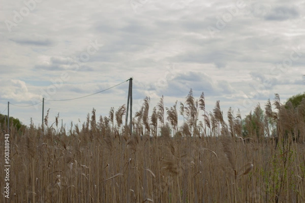 Obraz reed in the wind