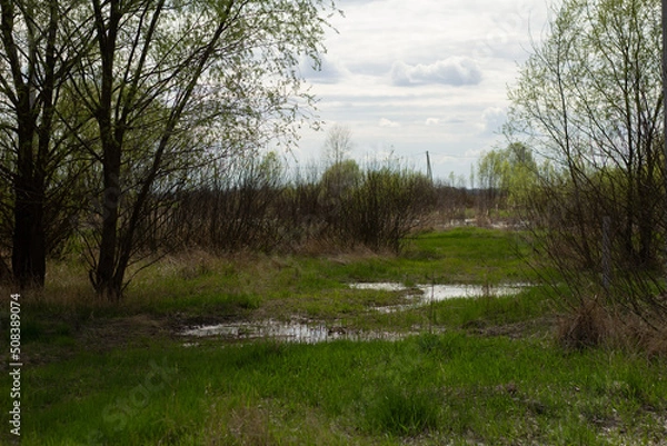 Fototapeta river in the forest