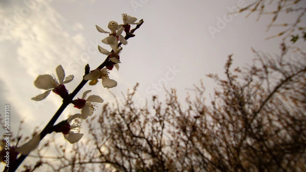 Fototapeta branches of a tree