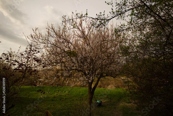 Fototapeta tree in the park