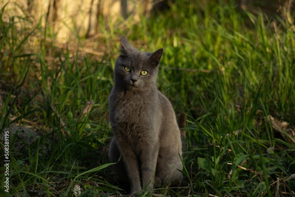 Obraz cat in the grass