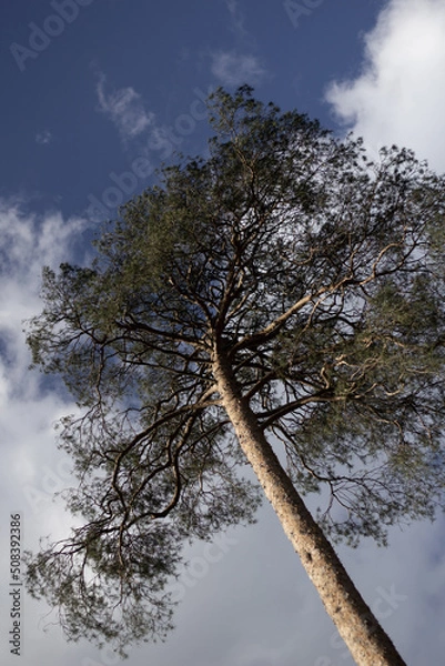 Fototapeta trees in the sky