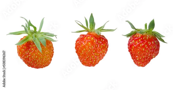 Obraz Fresh red strawberries on white background