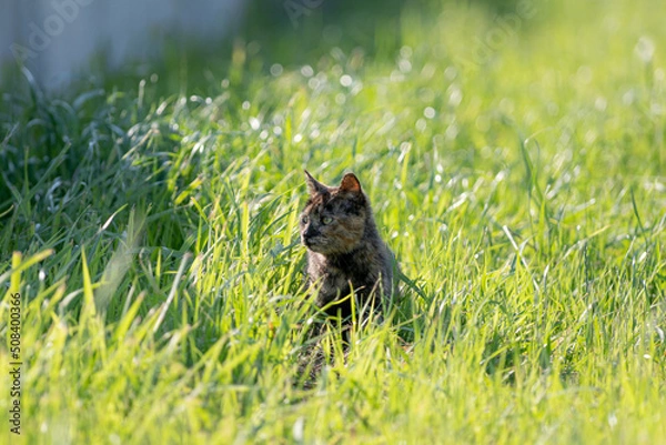 Obraz 緑の中の猫　サビネコ