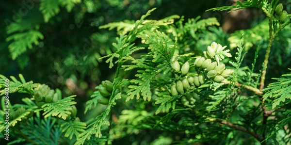 Fototapeta Close-up of green texture christmas leaves of Thuja occidentalis, northern white-cedar, or eastern white cedar. Interesting nature concept for background design. Place for your text