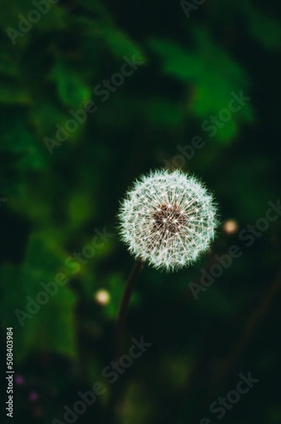 Obraz dandelion seed head
