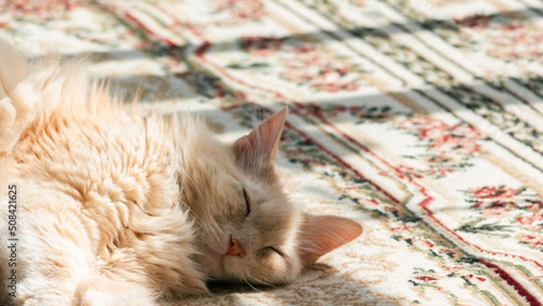 Fototapeta Top view of an old cute ginger cat sleeping on a carpet in the sun