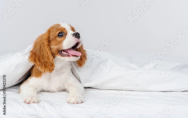 Fototapeta Puppy cavalier king charles spaniel sitting on a blanket in the bedroom on the bed in the house
