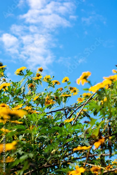 Obraz flowers on sky