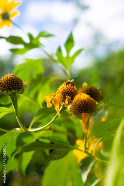 Obraz bee on a flower