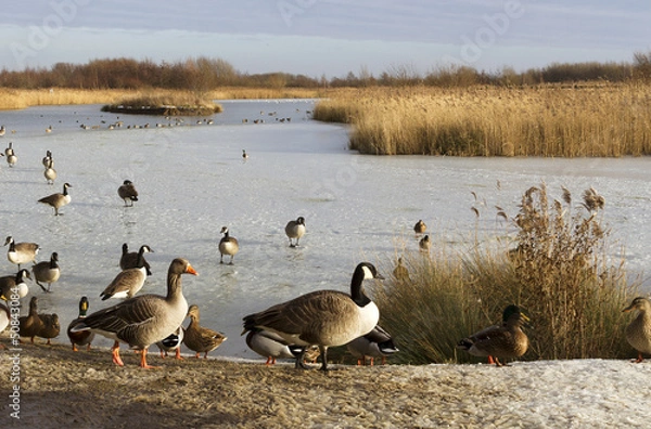 Fototapeta ducks and geese round a frozen pond