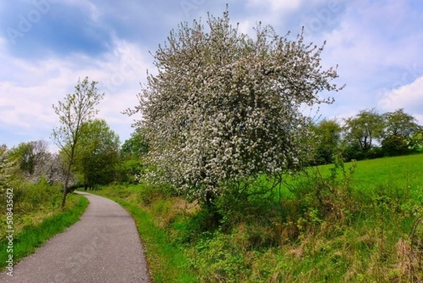 Fototapeta New trail and beautiful trees, track for running or walking and cycling. Flowering tree