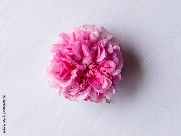 Obraz ダマスクローズ白背景