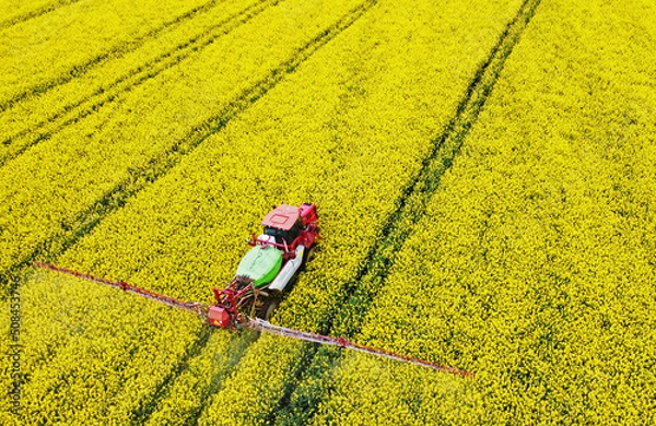 Fototapeta Aerial view of rapeseed yellow fields and tractor agro combine. Agricultural machinery. Cultivation and harvesting