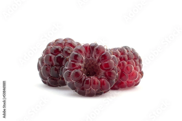 Obraz Cumberland hybrid raspberry and blackberry