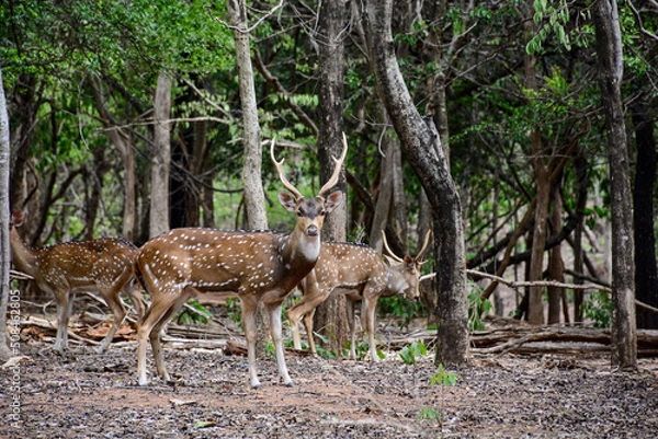 Fototapeta deer in the forest