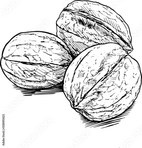 Obraz Tre noci. Disegno vettoriale in stile vintage, in bianco e ner