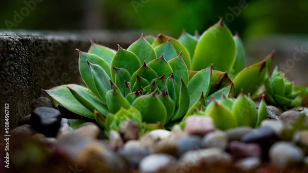 Obraz litle cactus flower 