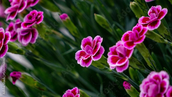 Obraz carnation flower in spring