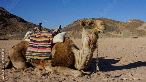 Obraz camels in the desert