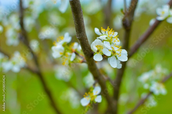 Fototapeta Cherry tree blossoms with blurred background, bright and happy spring landscape, background