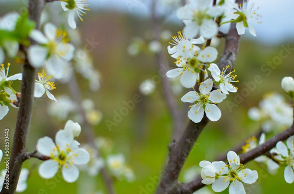 Fototapeta Cherry tree blossoms with blurred background, bright and happy spring landscape, background
