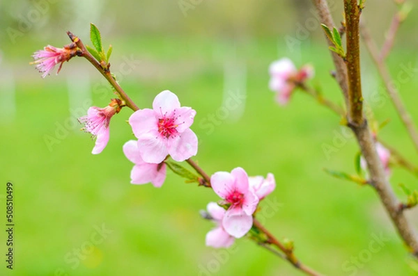 Obraz Peach blossom in the sunny day on green background