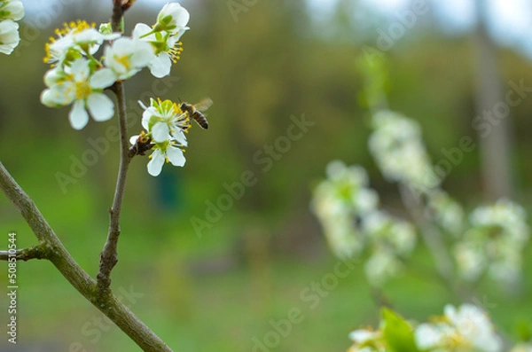 Fototapeta Cherry tree blossoms with blurred background, bright and happy spring background
