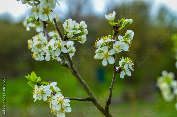 Fototapeta Cherry tree blossoms with blurred background, bright and happy spring landscape, background