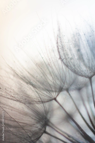 Fototapeta Macro photo of dandelion seeds, defocused. Floral, nature, abstract background in neutral color. Copy space. Vertical orientation.