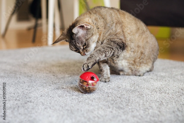 Obraz Active mature tabby cat is playing, pushing   with a paw slow feeder ball with dry food inside, trying to take out a crunch. Playful kitty having fun with a challenging toy. Active mature feline.
