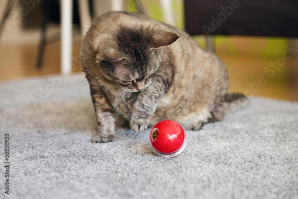 Obraz Adult Devon Rex cat playing at home with special ball dispenser with kibble inside that slowly drops out when cat pushes it. Playful kitty having fun with slow feeder toy full of food inside.