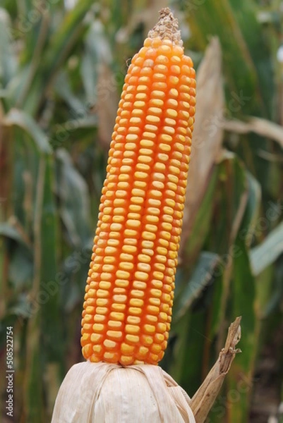 Fototapeta Milho