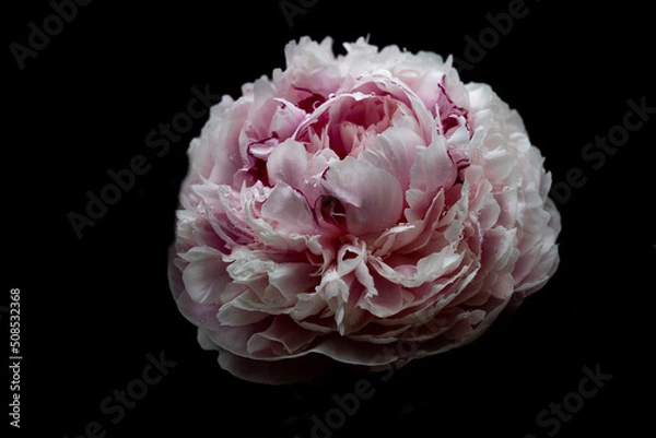 Obraz pink rose isolated on black