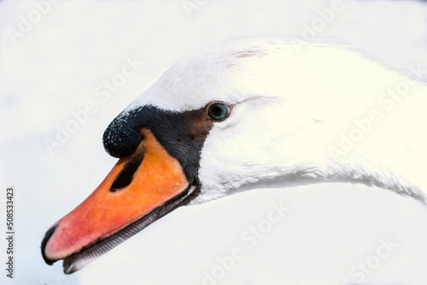 Obraz Macro swan headshot