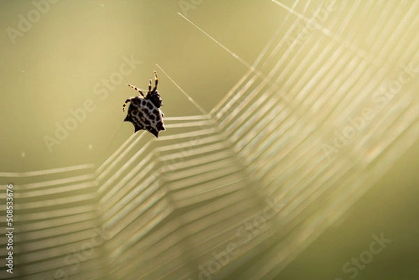 Obraz Macro spider on web