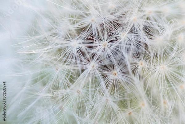 Fototapeta Macro Dandylion 